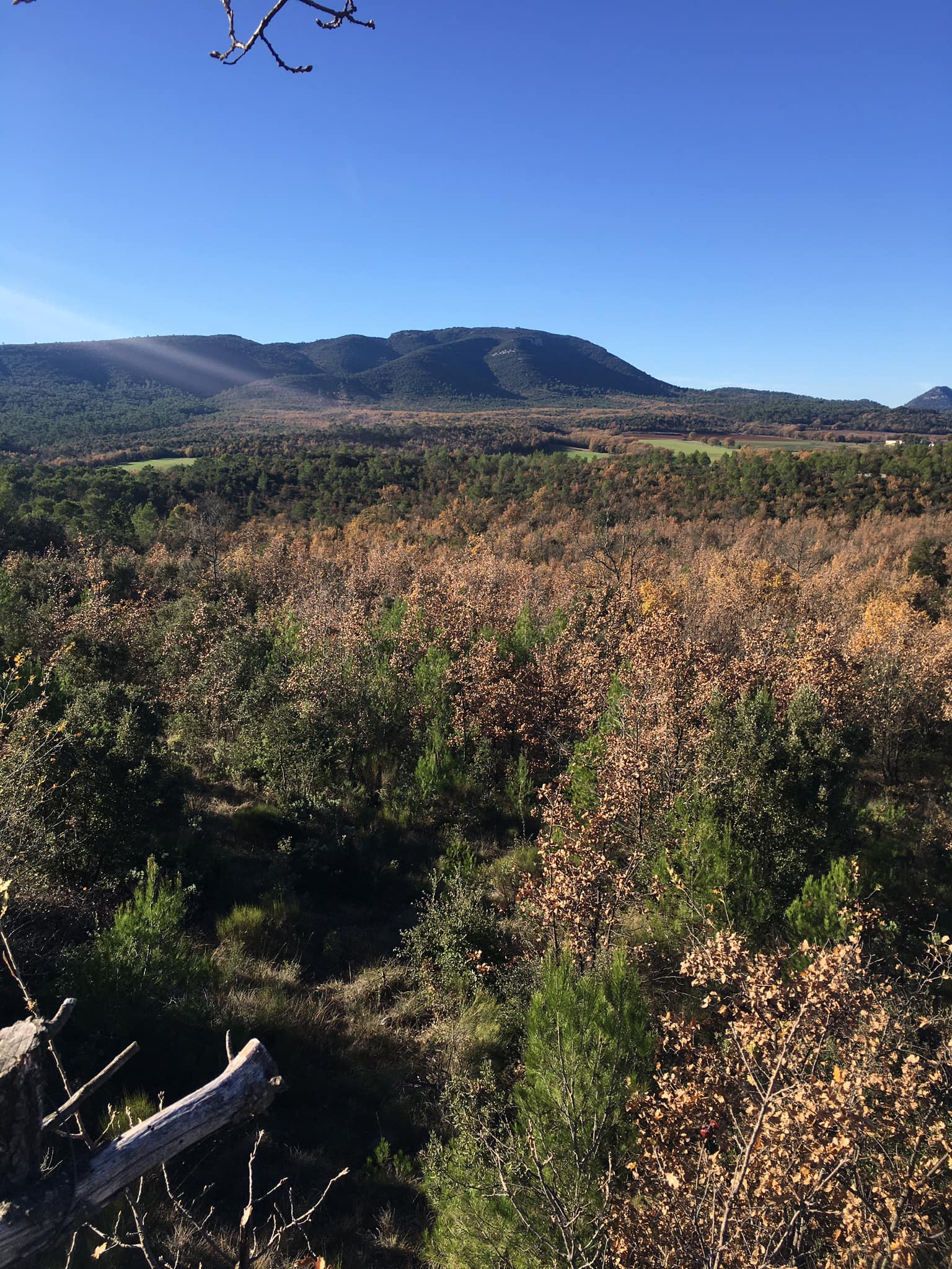 Action de chasse en battue au grand gibier dans le Var