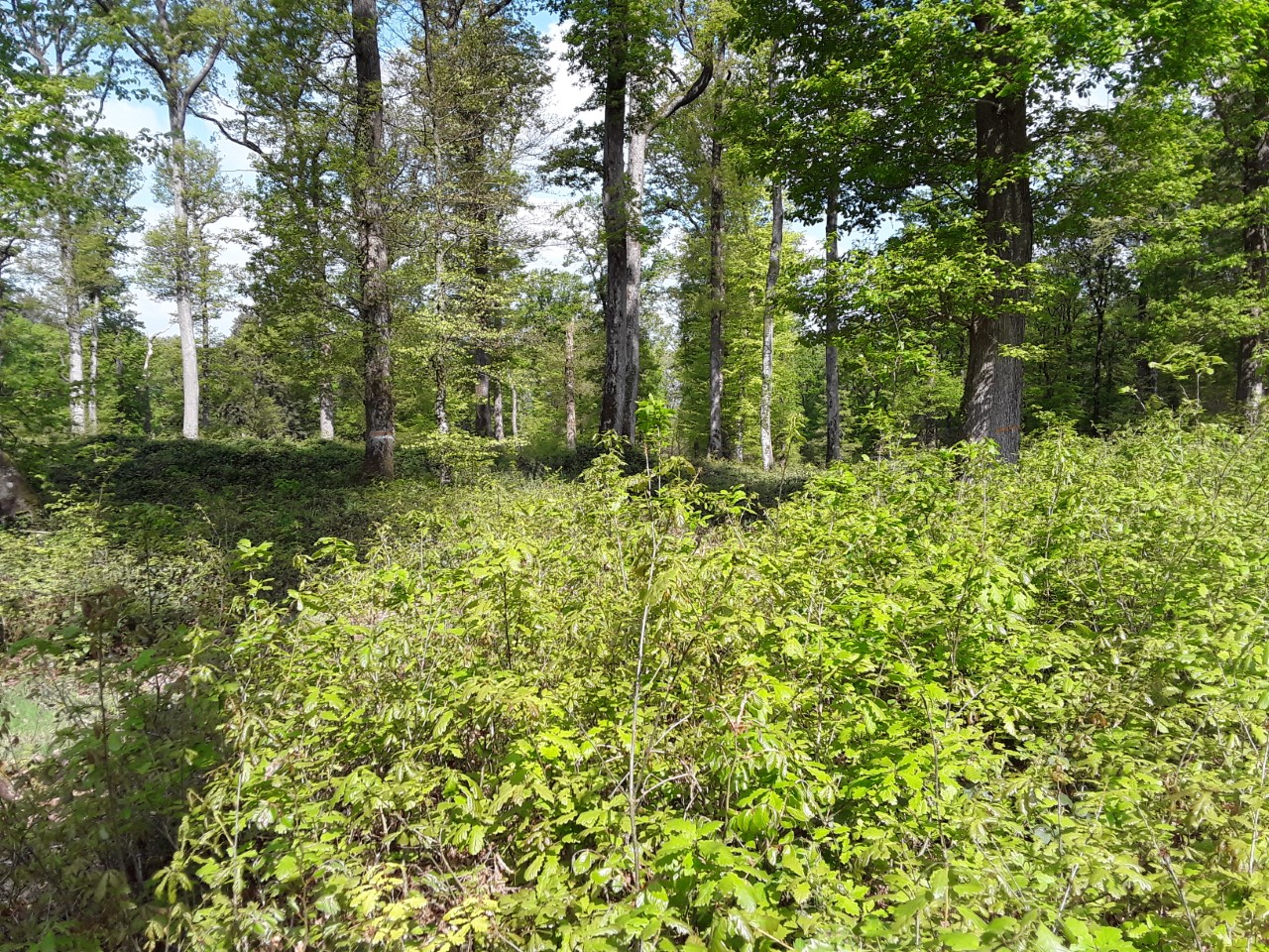 Action de chasse en traque-affût en forêt de Bellême