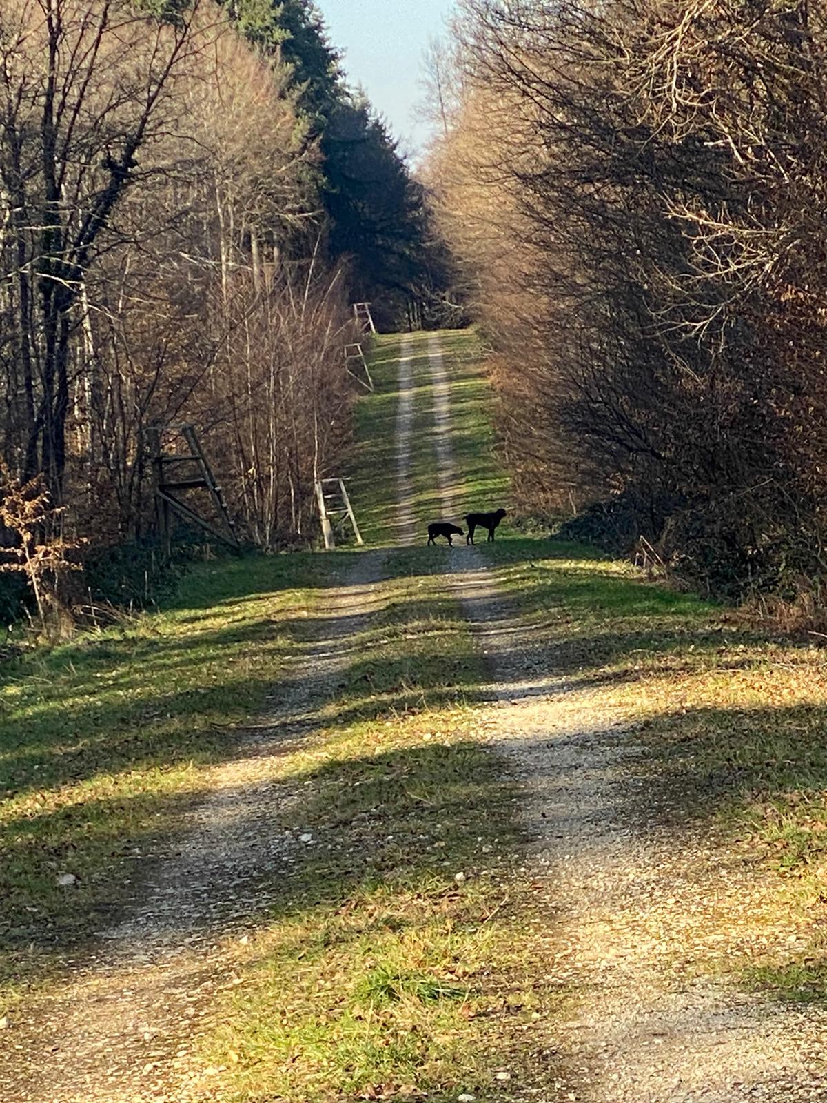 Part de chasse en Haute-Marne, Grand gibier