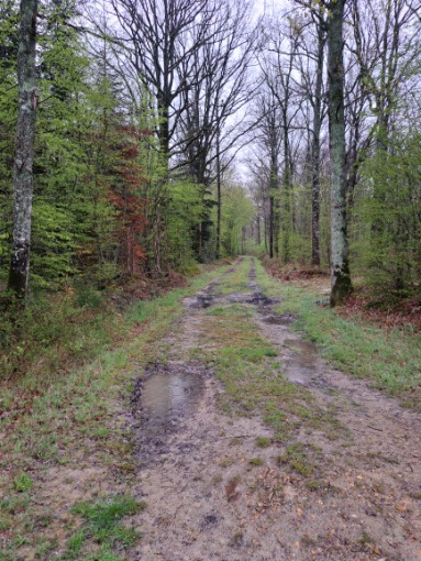 Part de chasse grand gibier, canard, approche