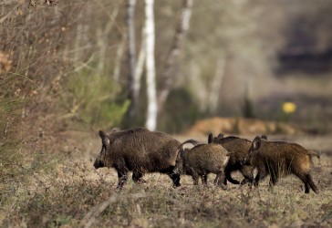 Journée de battue aux grands gibiers dans le Loir-et-Cher