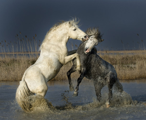 Visite guidée naturaliste à cheval, Camargue