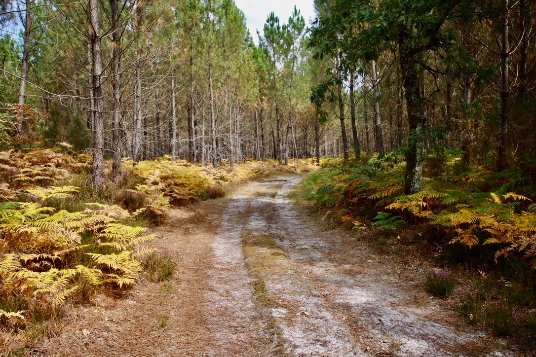 Séjour de chasse au sanglier (2 jours) avec repas et hébergement inclus