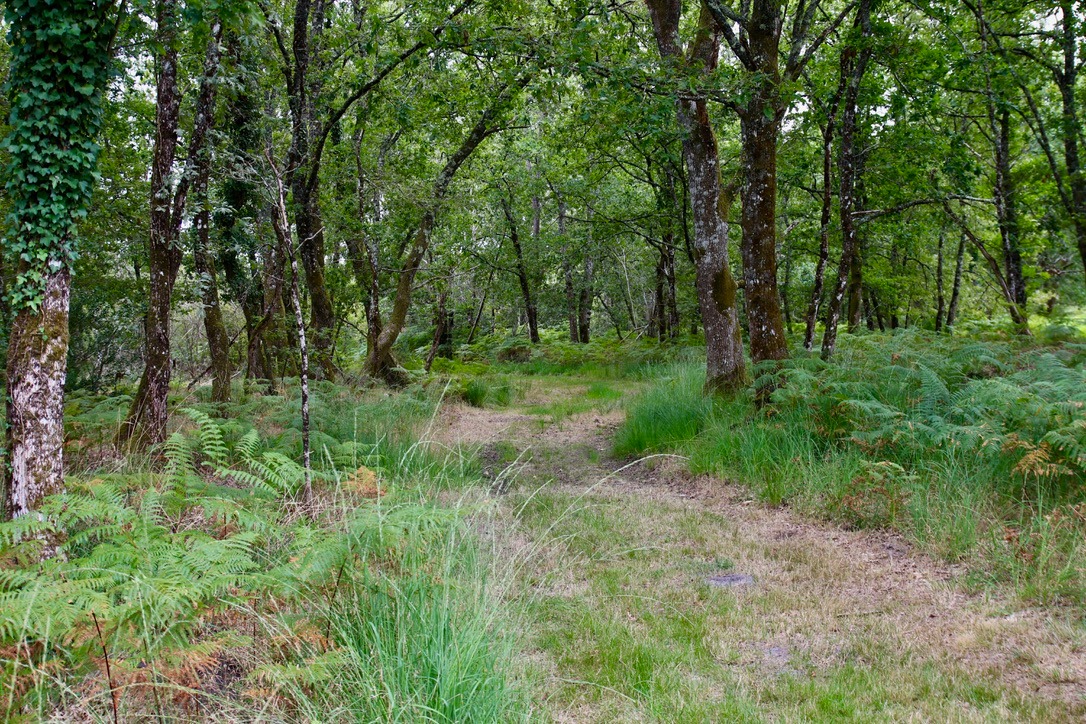 JOURNEE DE CHASSE AUX SANGLIERS DANS LES LANDES