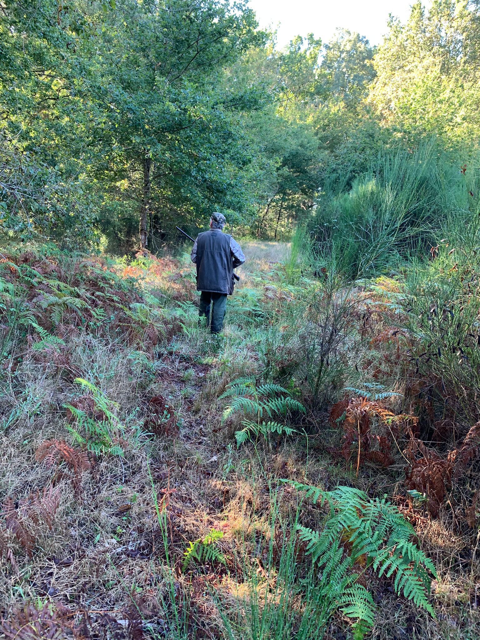 SEJOUR DE CHASSE A LA BECASSE DANS LES LANDES