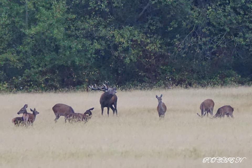 Chasse aux chiens courants dans la Brenne