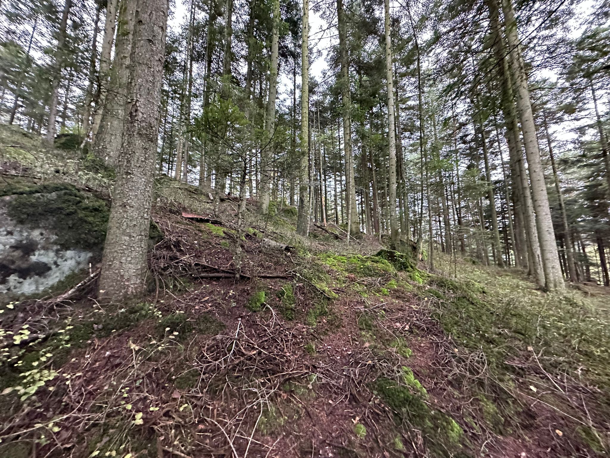 Battue au grand gibier dans les forêts vosgiennes