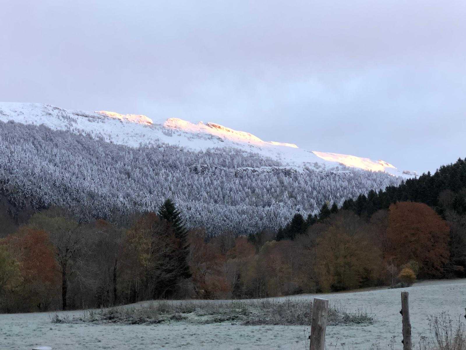 Bracelet de grand cerf à l'approche dans les Monts du Cantal