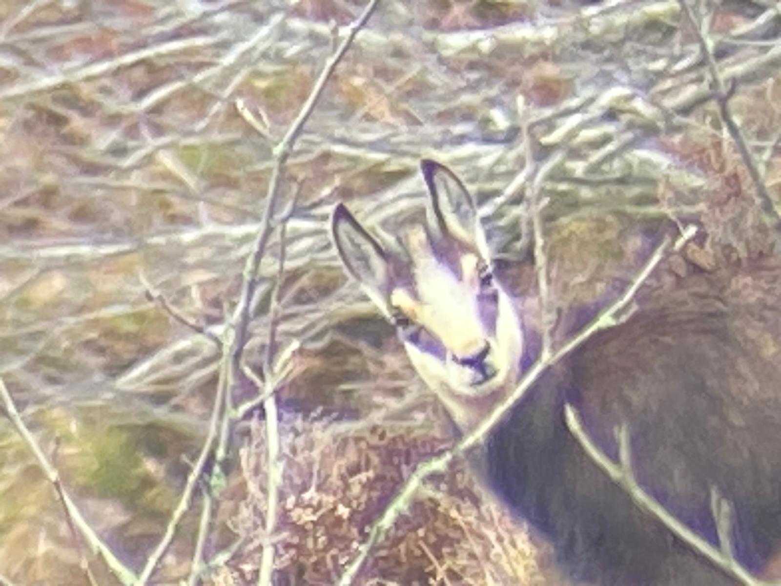 Bracelet d'éterlou à l'approche dans le Cantal