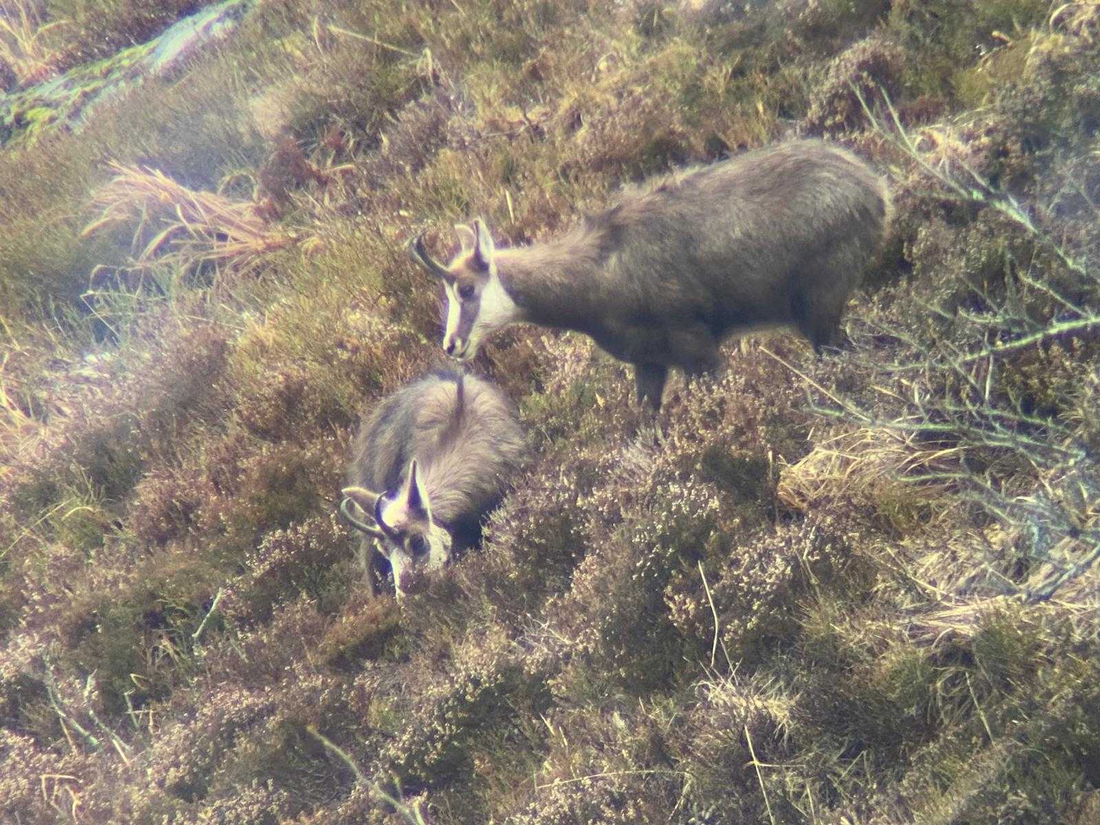 Bracelet de chamois adulte à l'approche dans le Cantal