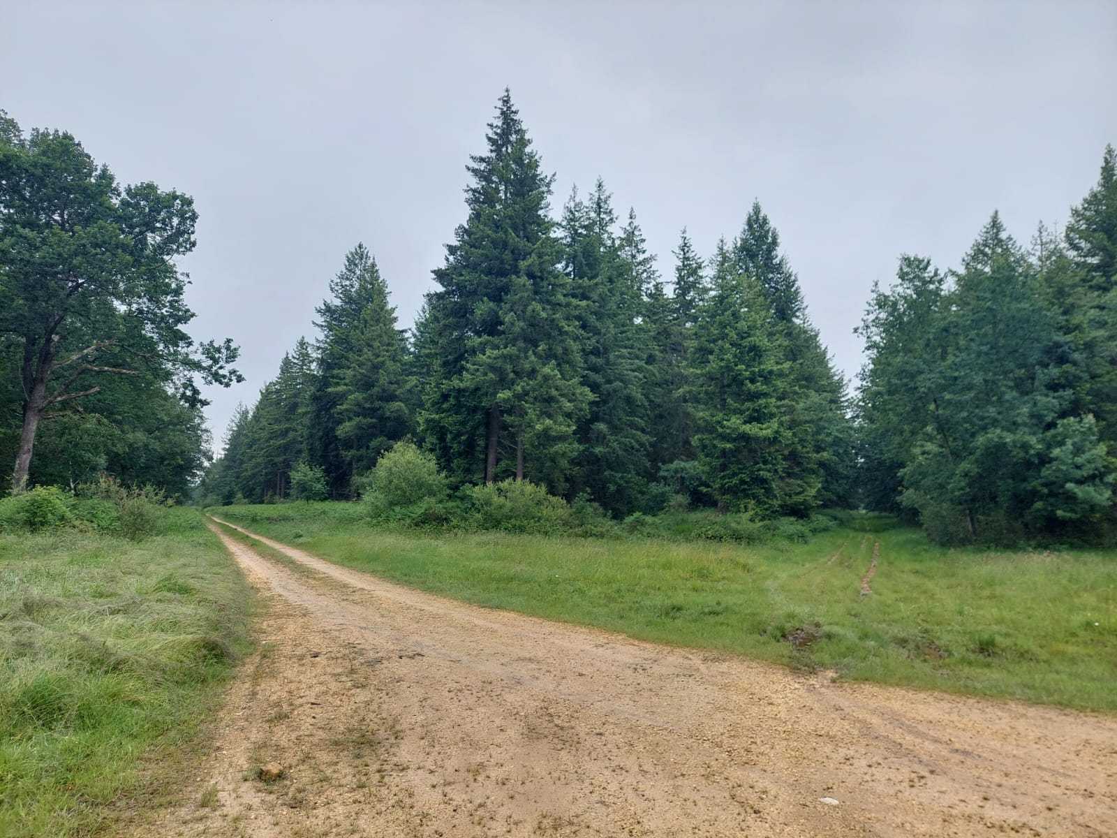 Traque-affût dans les Bois de Meillant