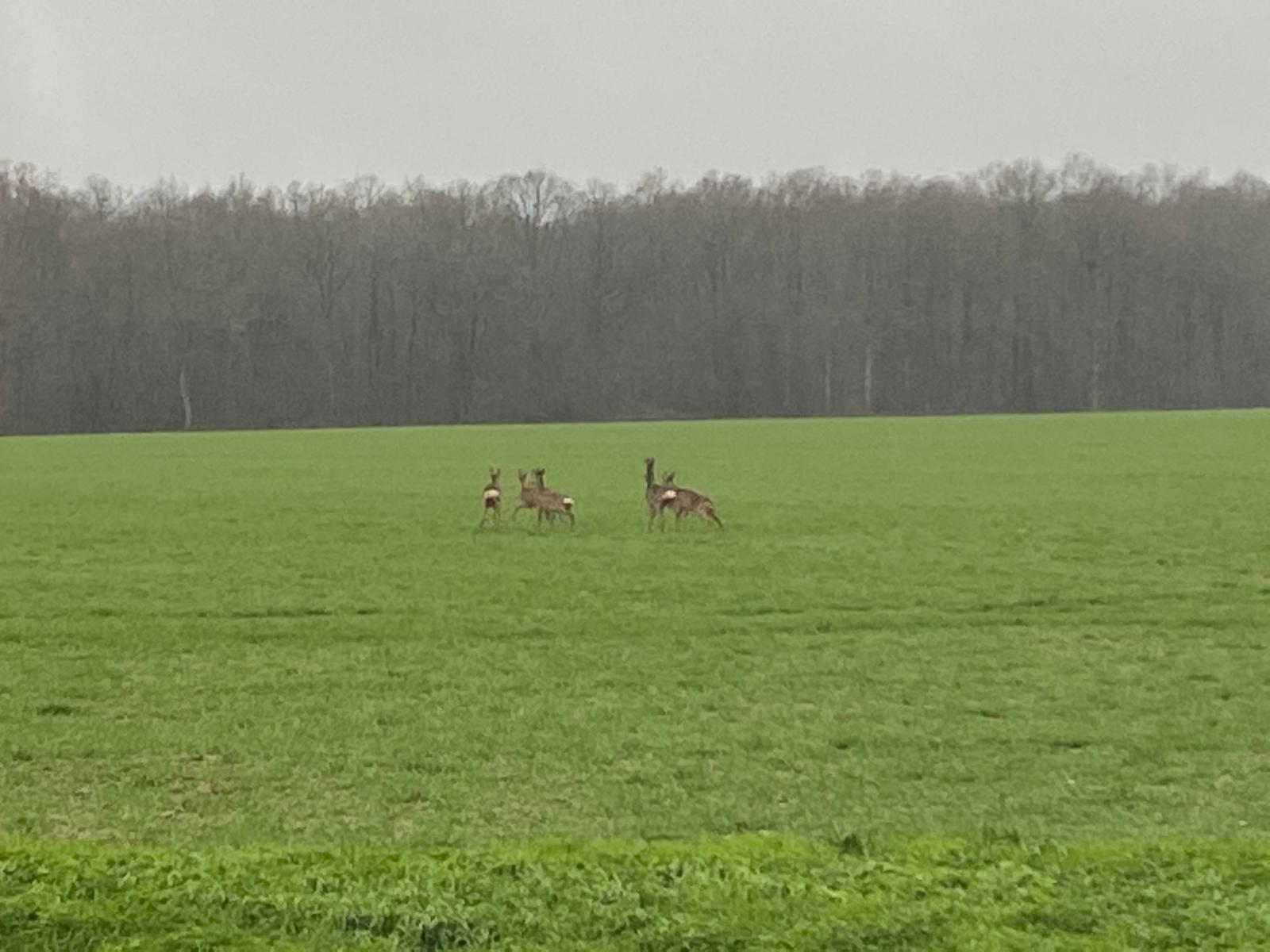 Action de Chasse Grands Gibiers sur 2 territoires réunis