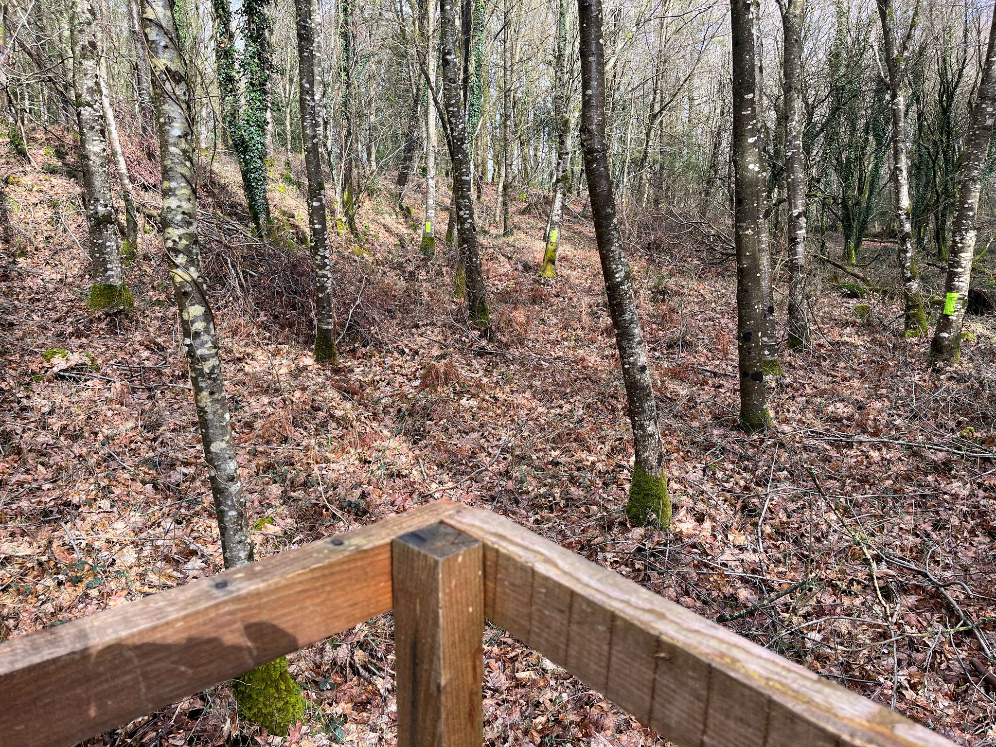 Chasse au Grand Gibier en Traque Affût dans la forêt de Lanvaux.