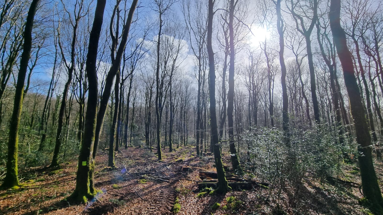 Journée Grand Gibier en Traque-Affût en Forêt de Lanvaux