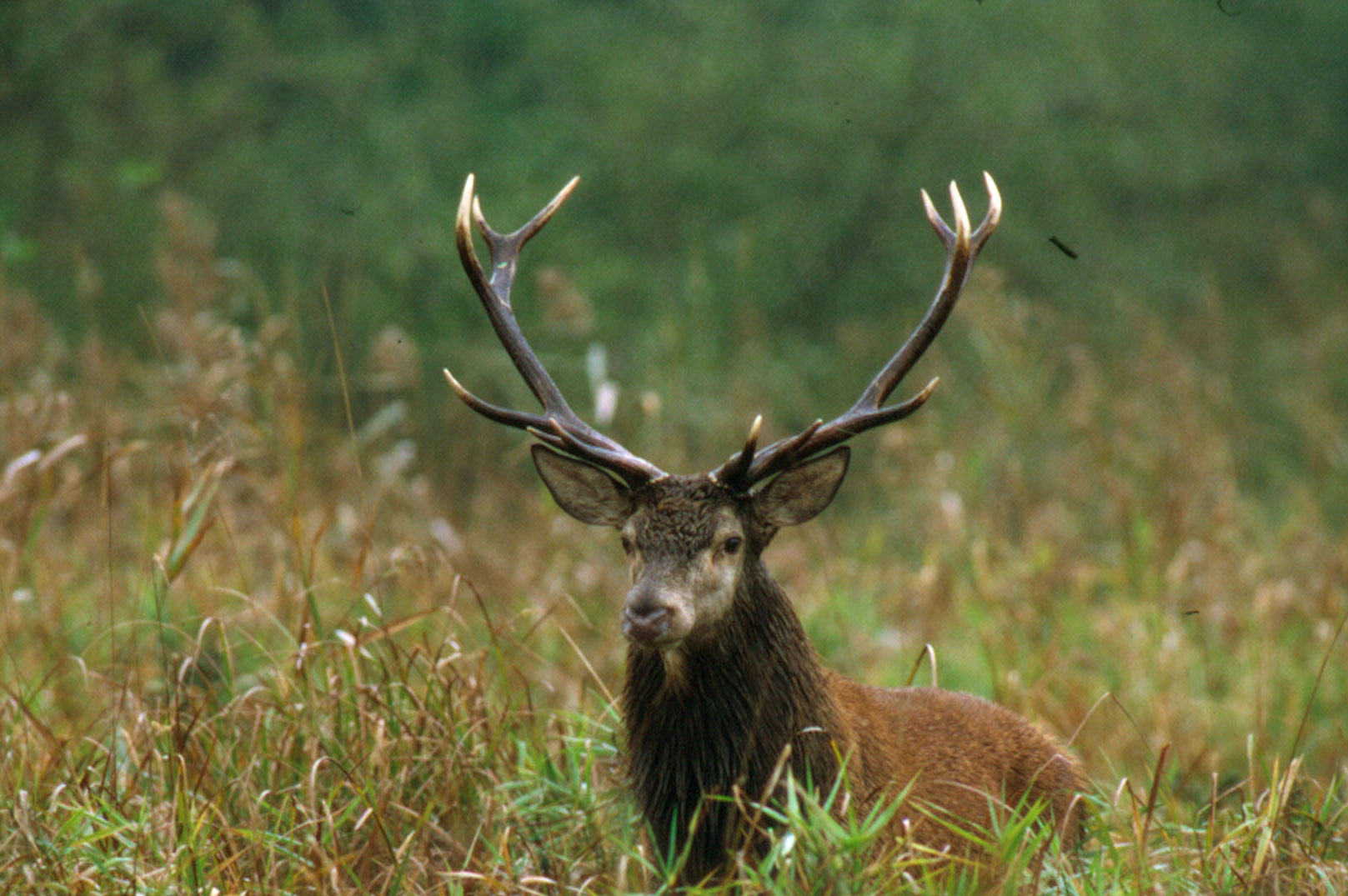 Bracelet de Cerf en Sologne à l'approche