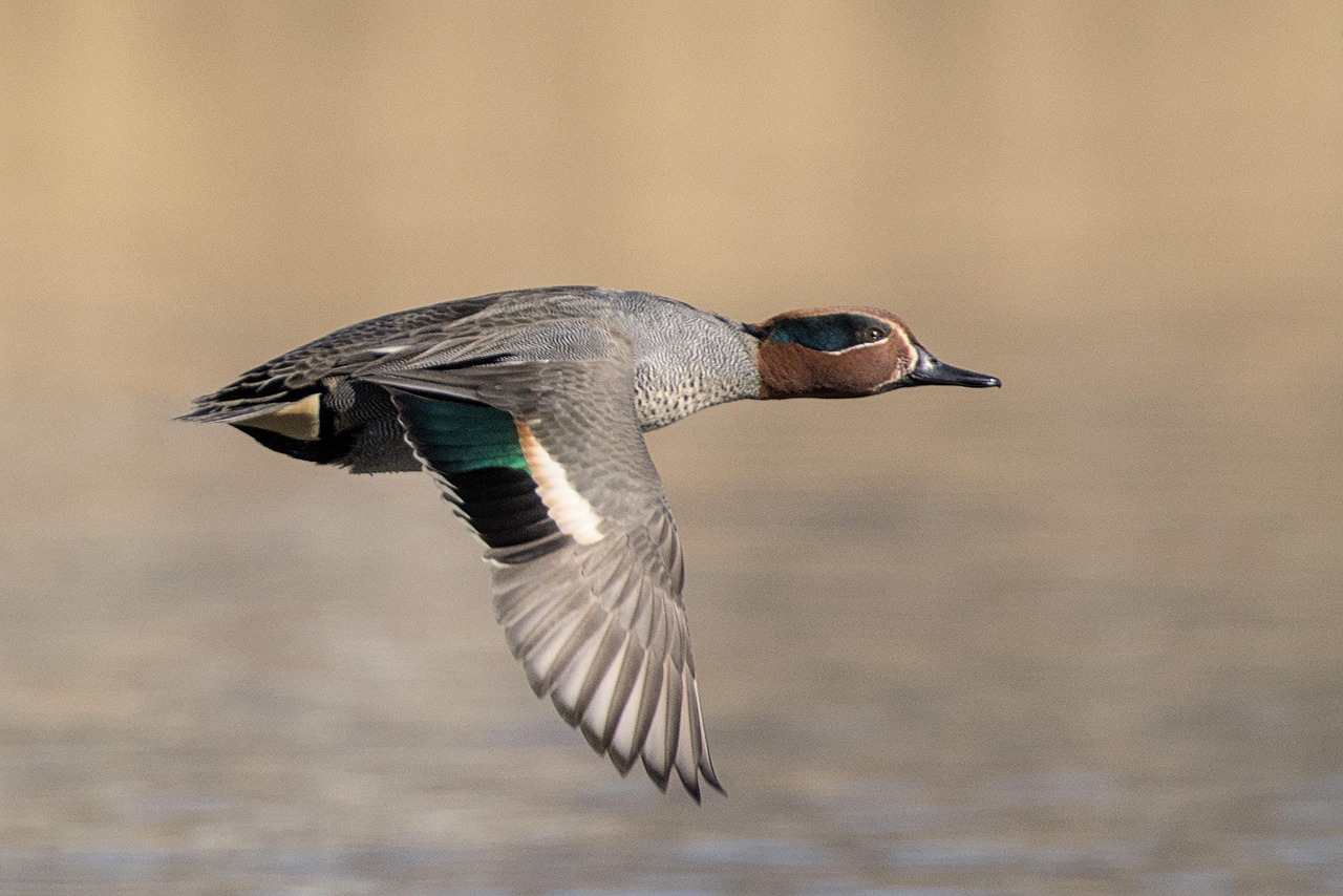 Action de chasse à la passée aux gibiers d'eau en Brenne