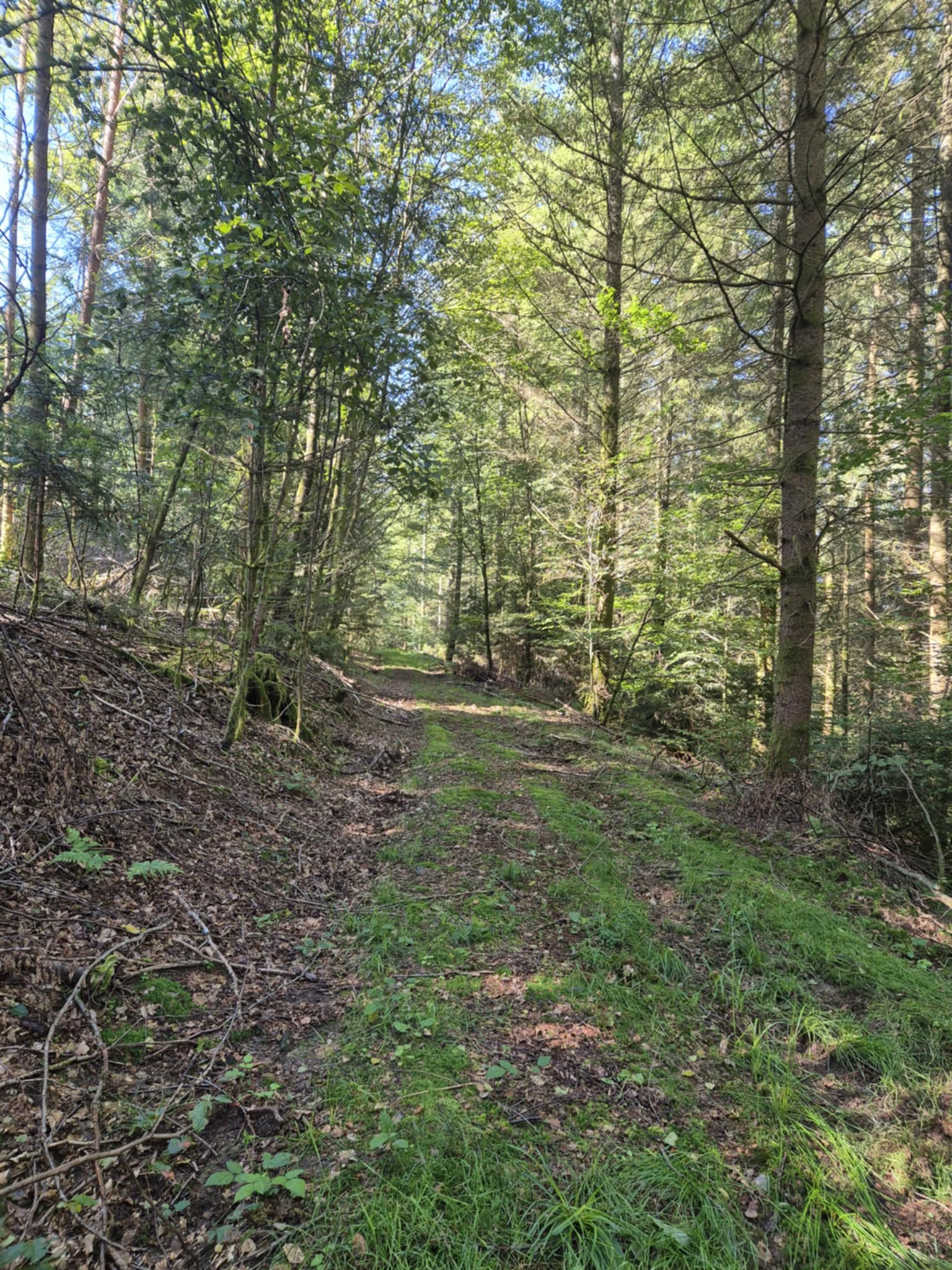 Journée de battue au grand gibier dans le Bas-Rhin