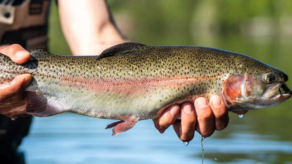 Journée de pêche à la truite près de Paris