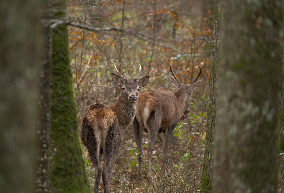 Journée de chasse du lundi en battue, Bois de Perthe