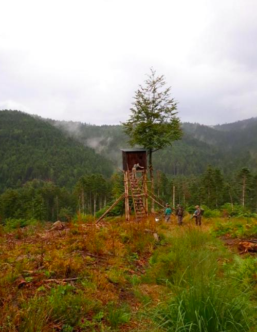 Action de chasse pirsch et battue dans les Vosges