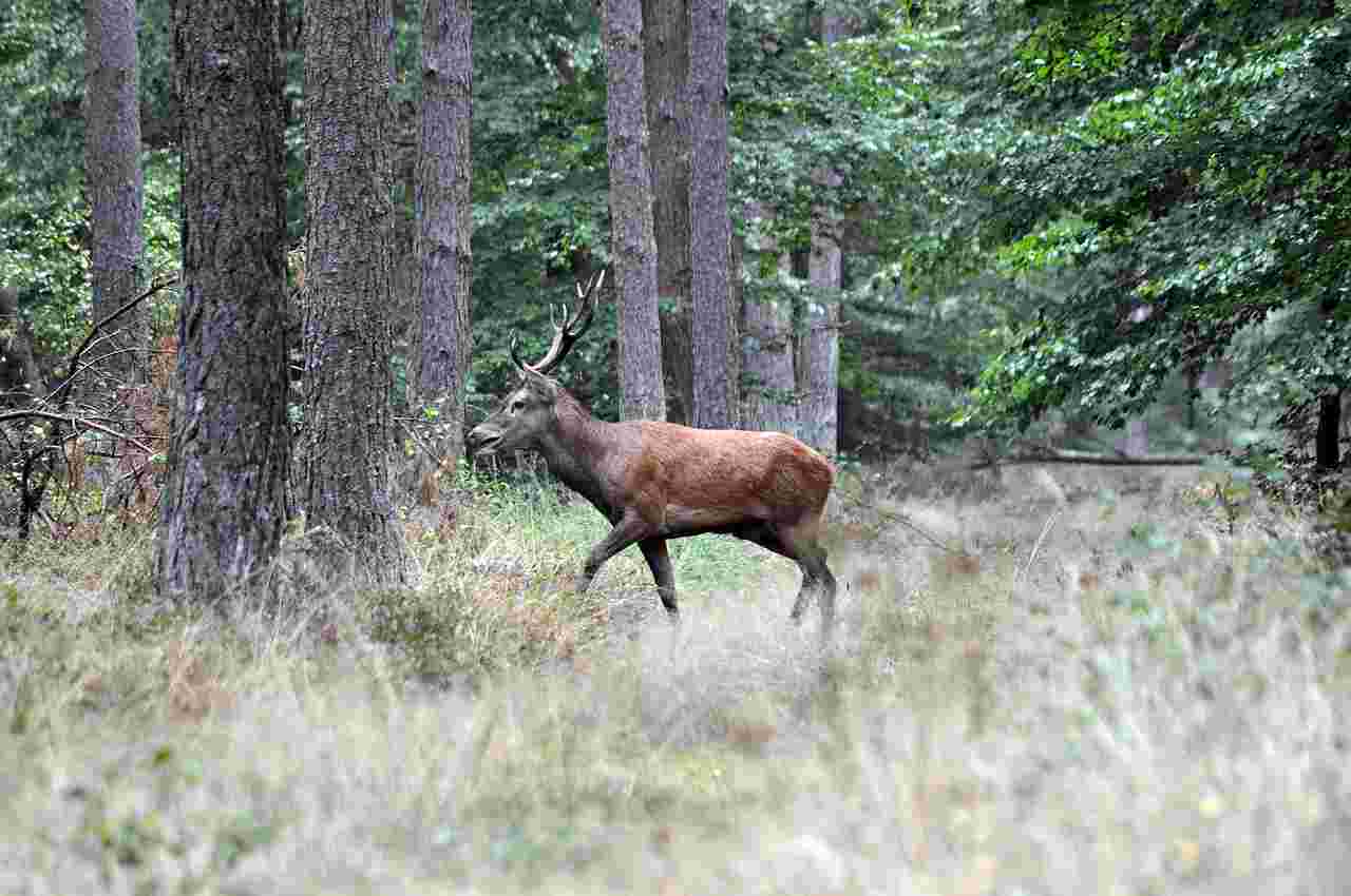 Journée du dimanche grand gibier en Haute-Marne