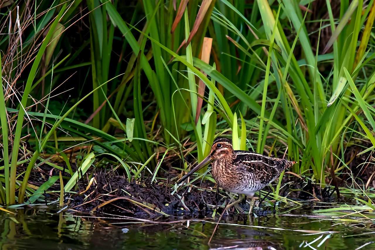 Action de chasse au marais dans le Cotentin