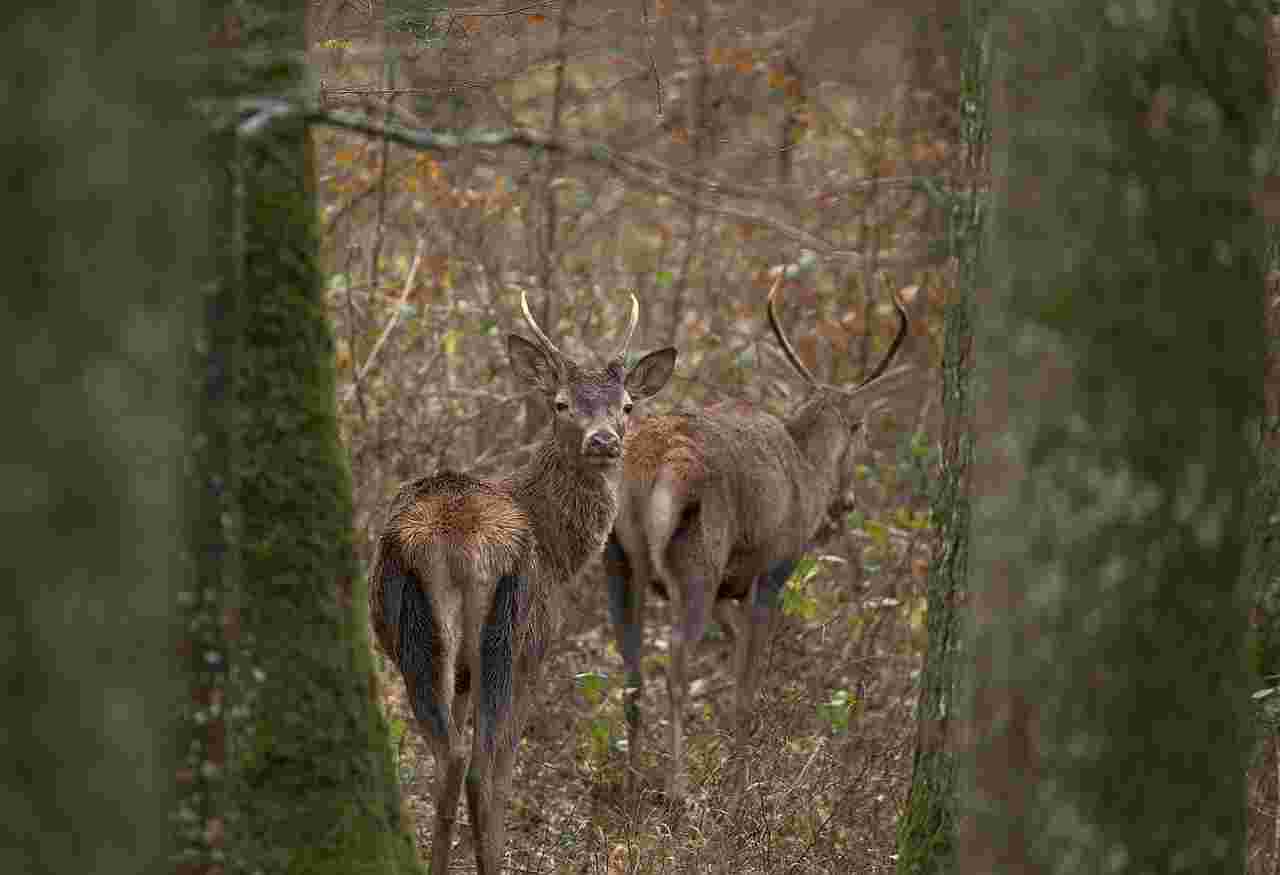 Action de chasse du samedi au grand gibier dans l'Eure