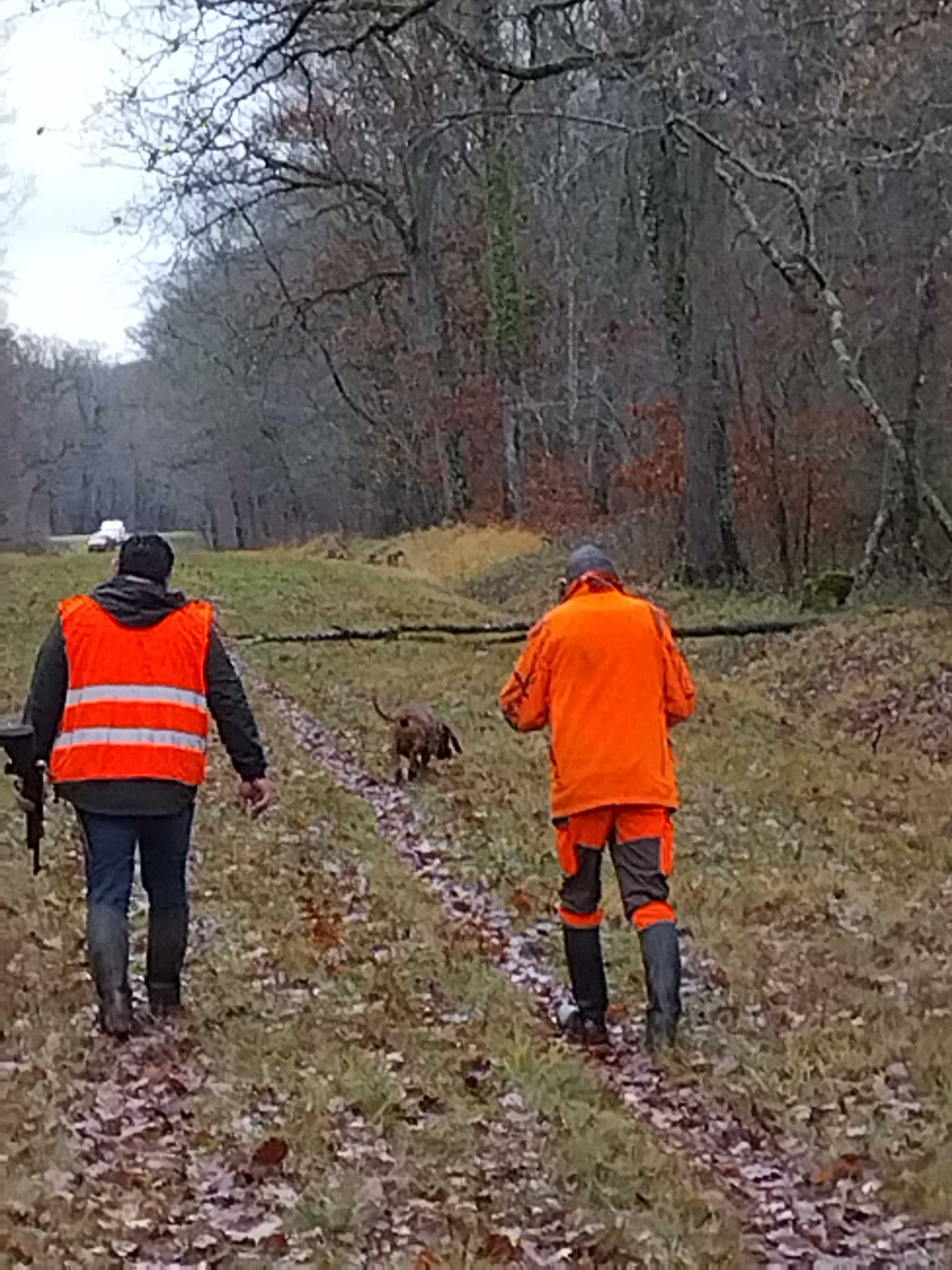 Action de battue au grand gibier en forêt de Choeurs-Bommiers