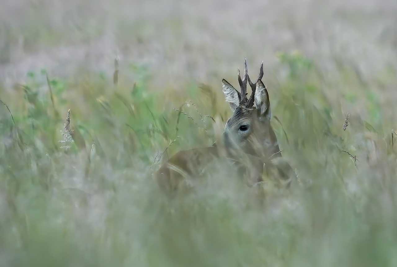 Action de chasse en battue à Moussy