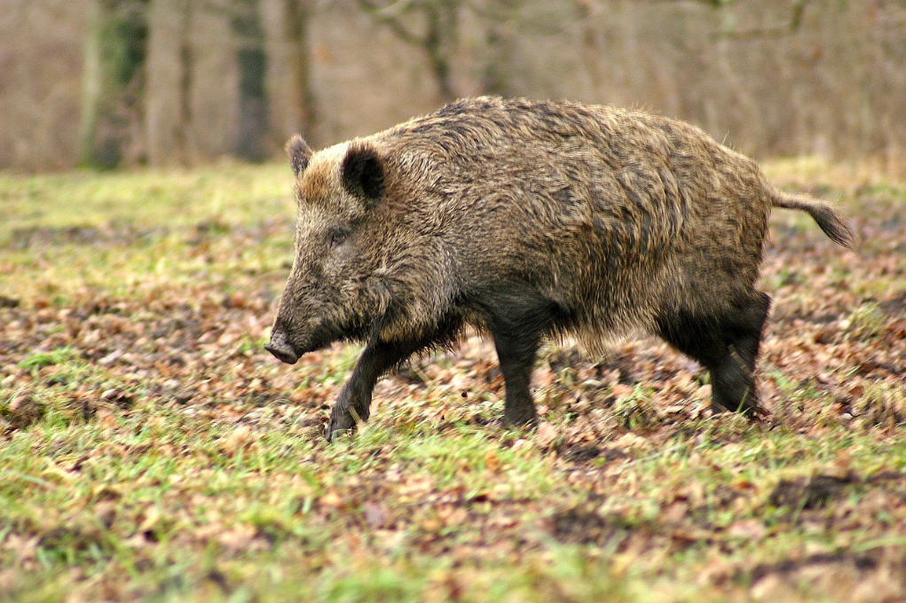 Action mixte grand gibier bécasse dans le Calvados