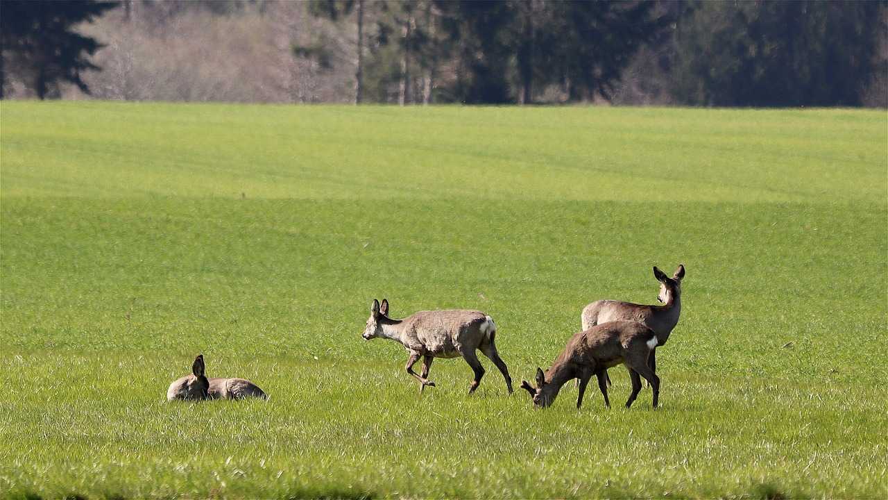 Action de chasse du week-end aux chiens courants dans le Calvados