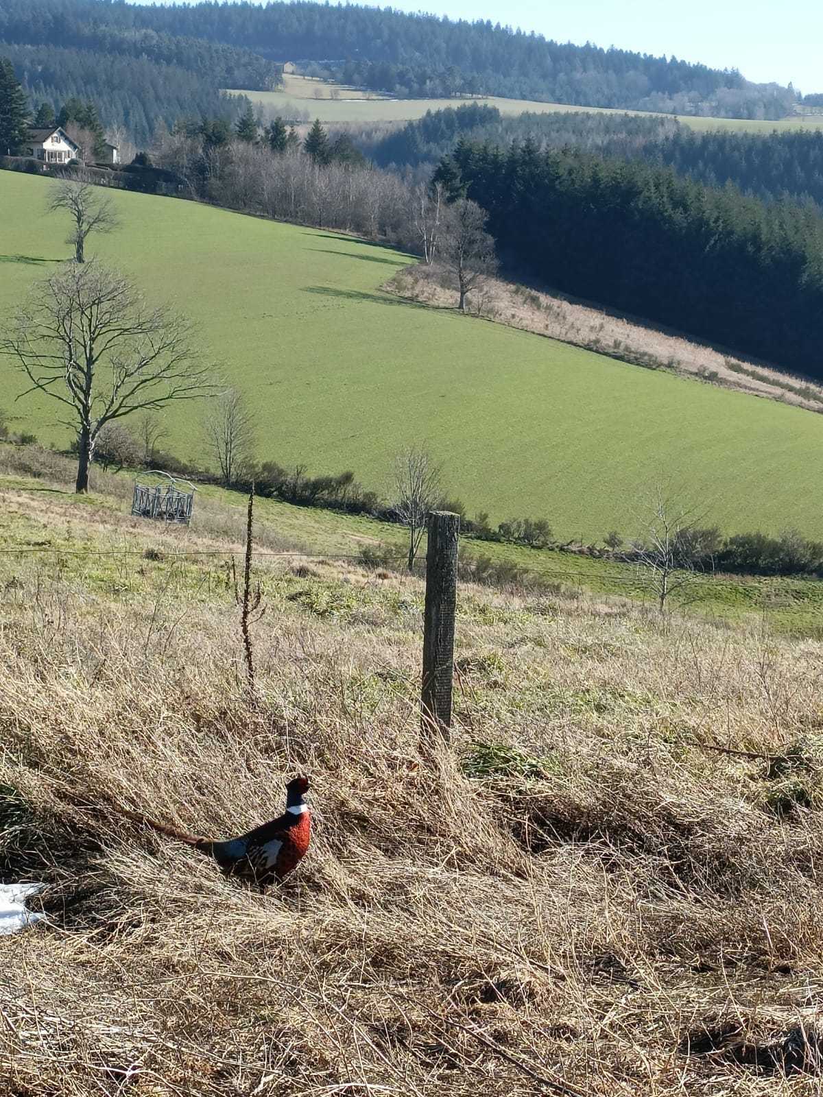 Action de chasse au grand et petit gibier naturel