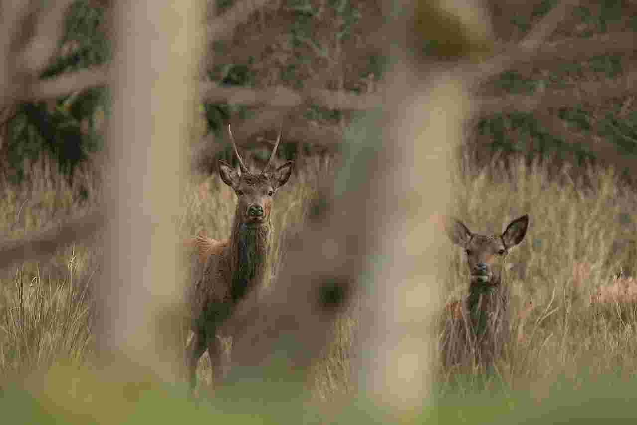 Action de battue dans la plaine des Vosges