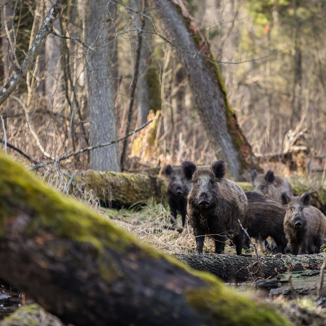 Action de chasse mixte en Charente-Maritime