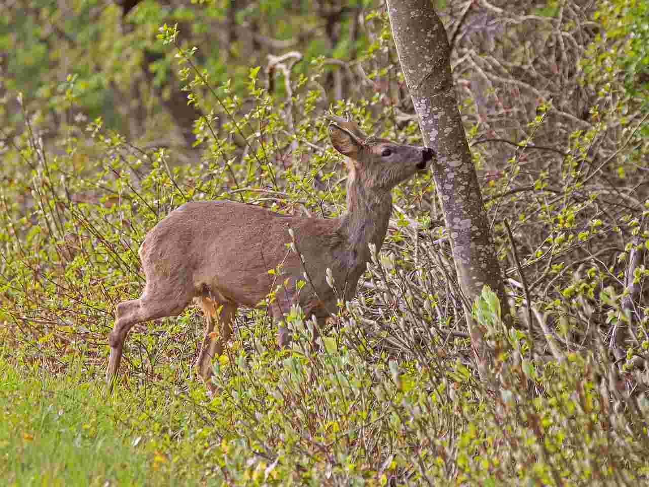 Chasse grand gibier en Saône-et-Loire