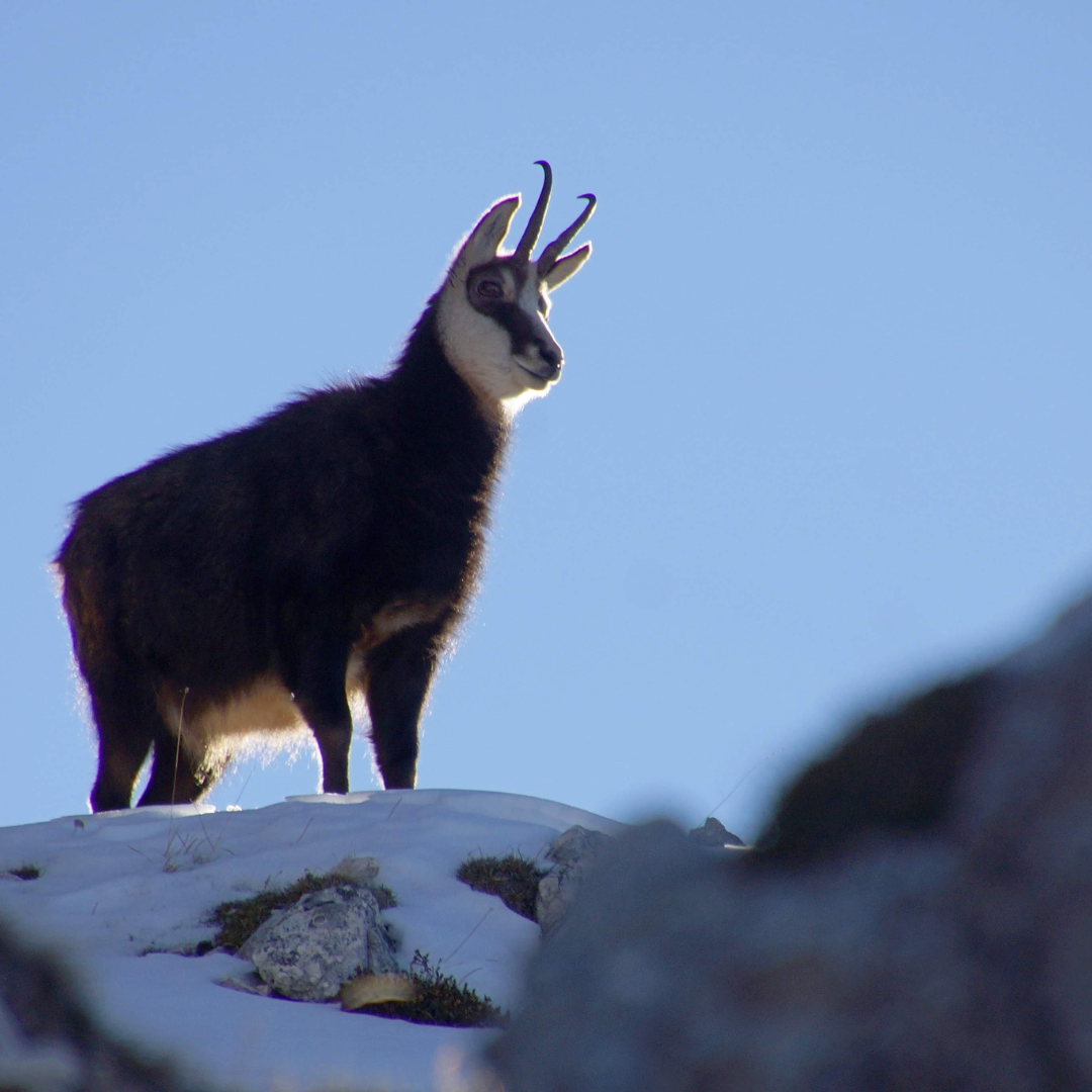 Action de chasse à l'année grand gibier en Savoie : forêt et montagne