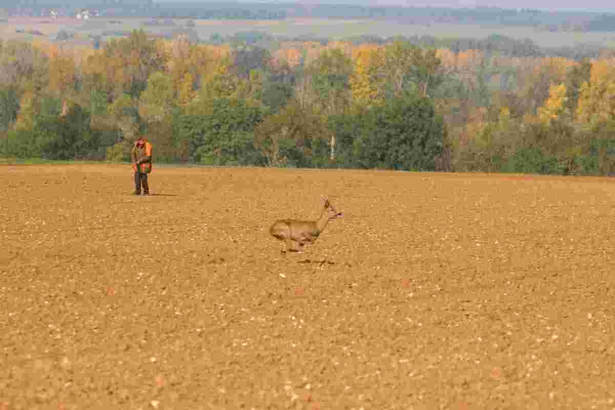 Chasse au chaudron petit gibier et grand gibier, Seine et Marne