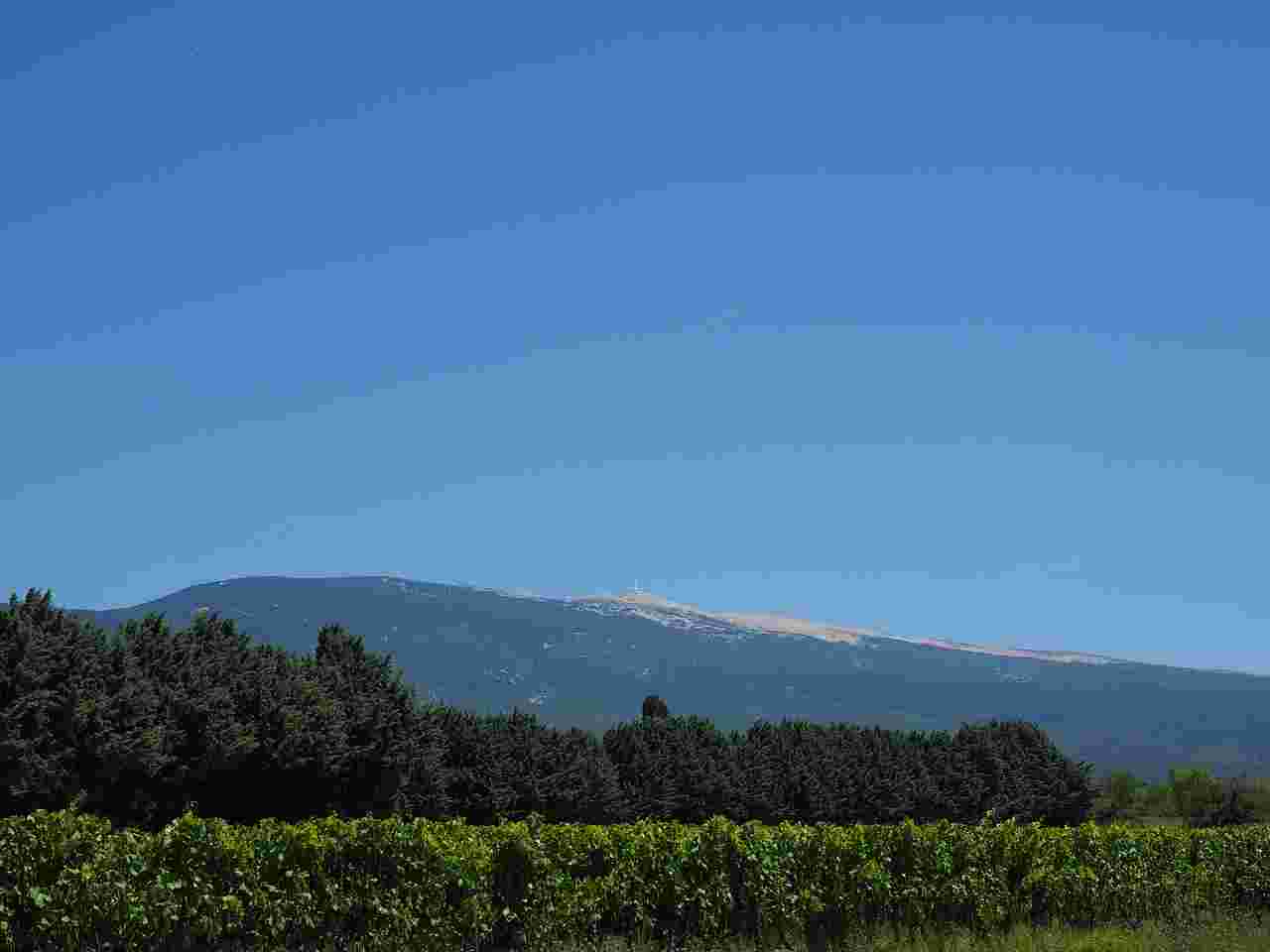 Action de chasse sanglier au pied du Ventoux