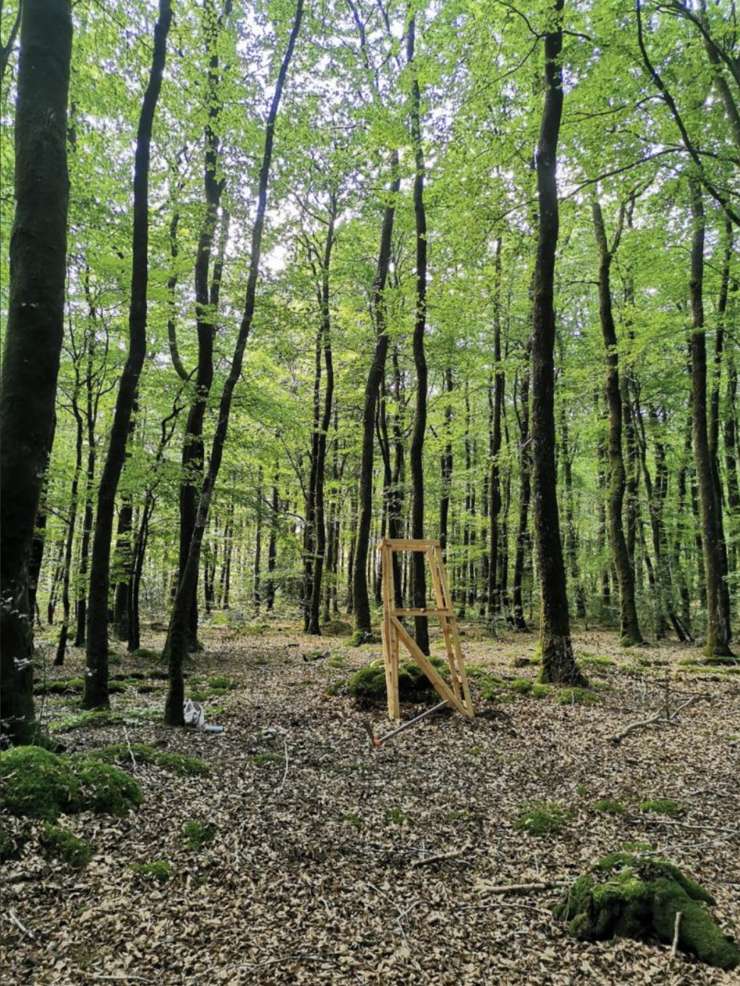 Journée Grand Gibier en Traque Affût