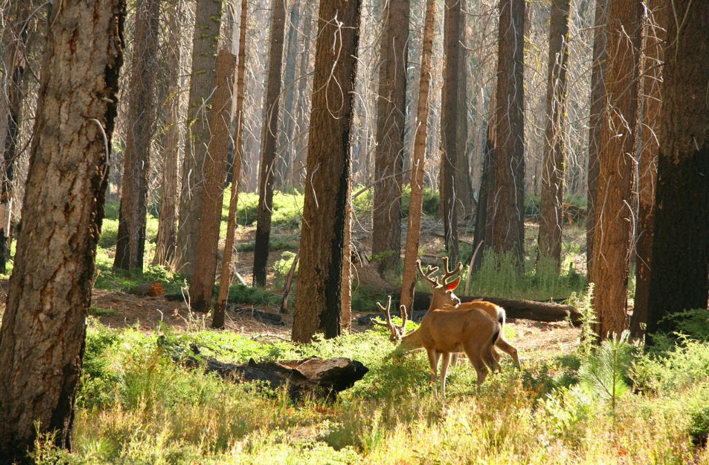 Action de chasse en traque-affût dans l'Orne - spécial "jeunes permis"