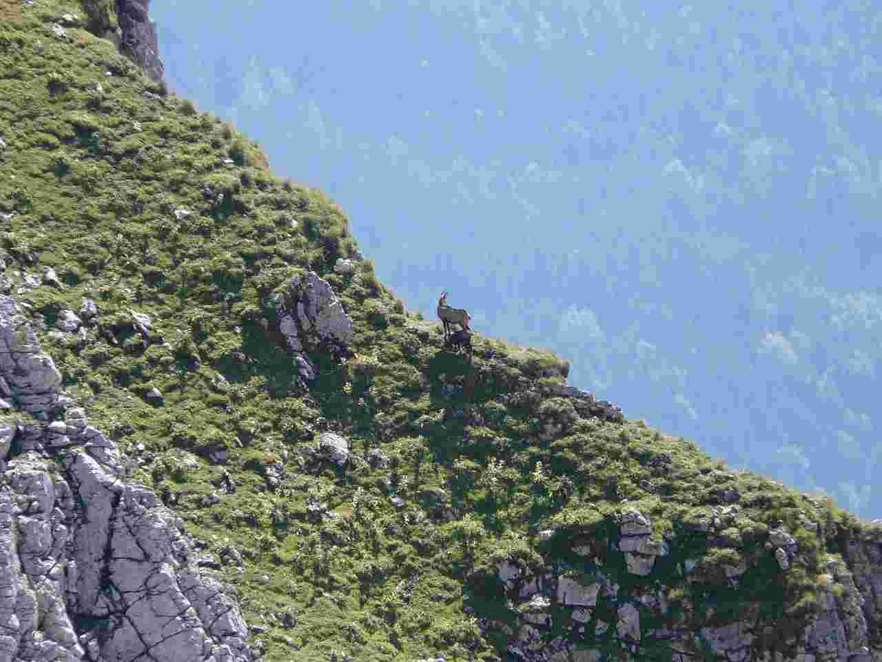 Action grand gibier en Savoie : chamois, cervidés, sangliers et chevreuils