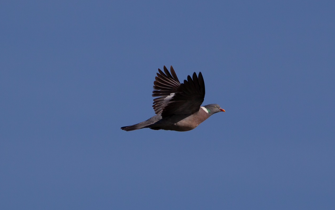 Journée au pigeon en Seine-et-Marne - Spécial jeune permis