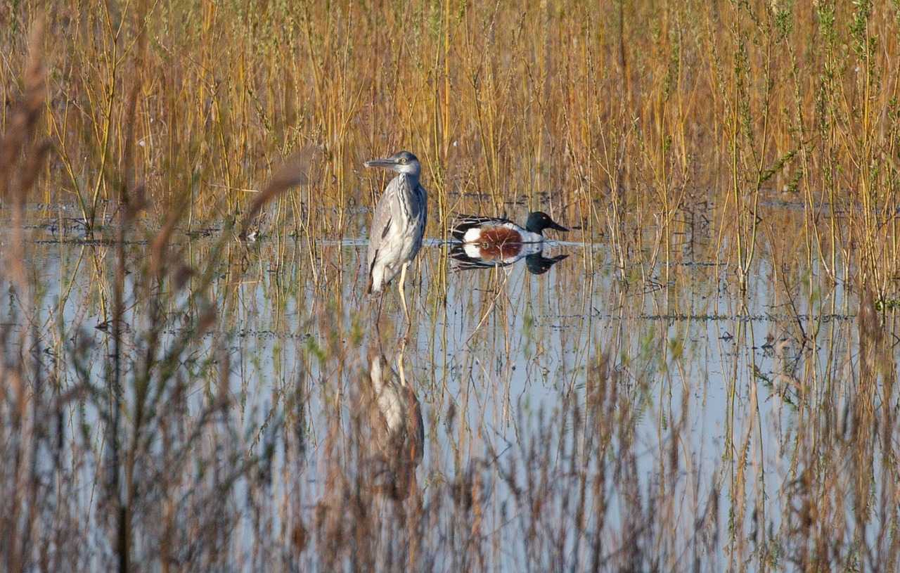 Action de chasse au gibier d'eau sur le Lac de Grand Lieu