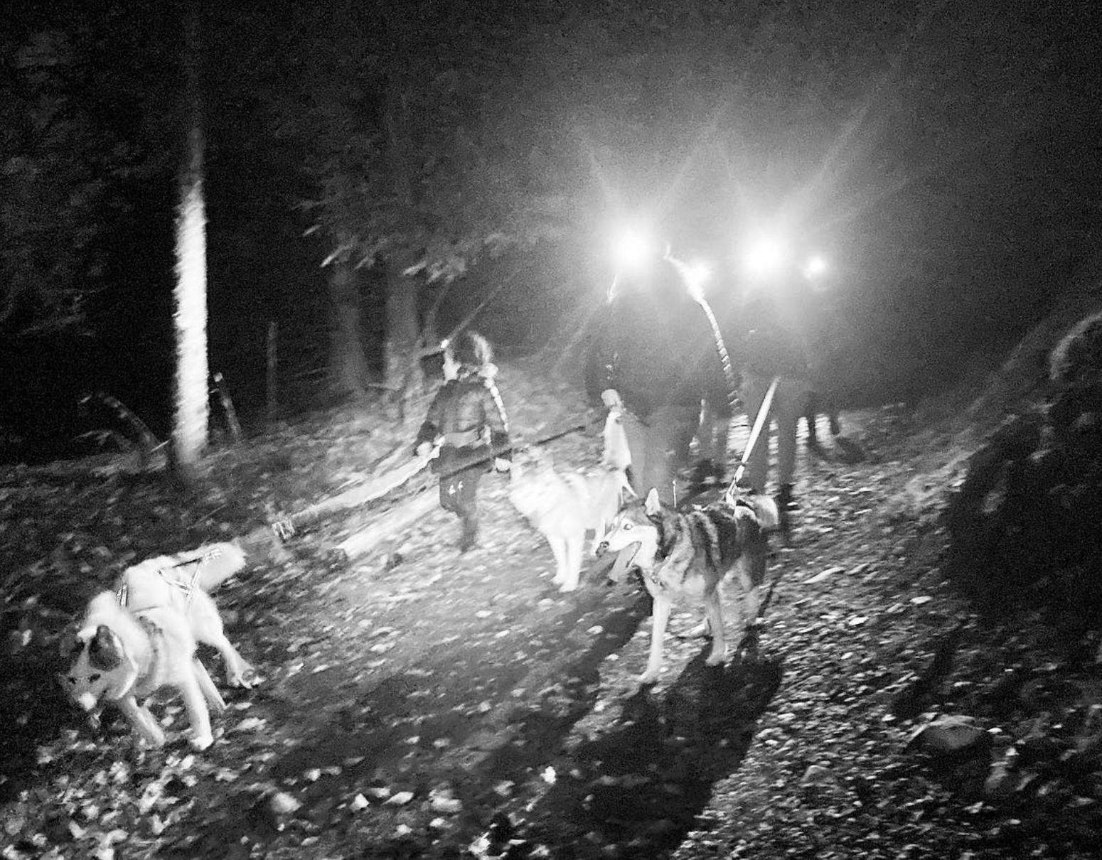 Randonnée nocturne (et apéro) avec chien de traineau, Vercors