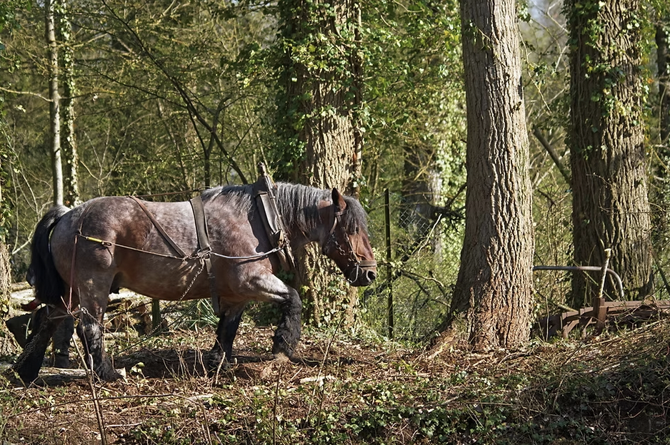 Un cheval au travail en forêt : Découvrez son rôle et son histoire !