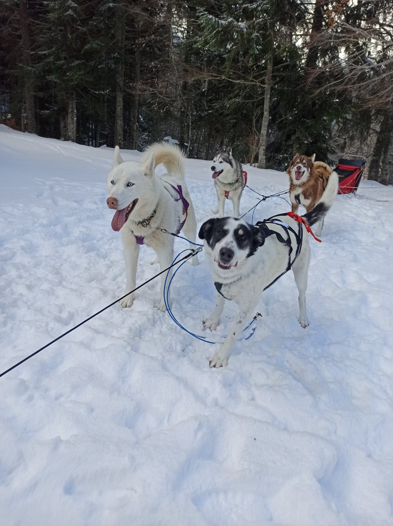 Baptême en traineau à chien, Drôme