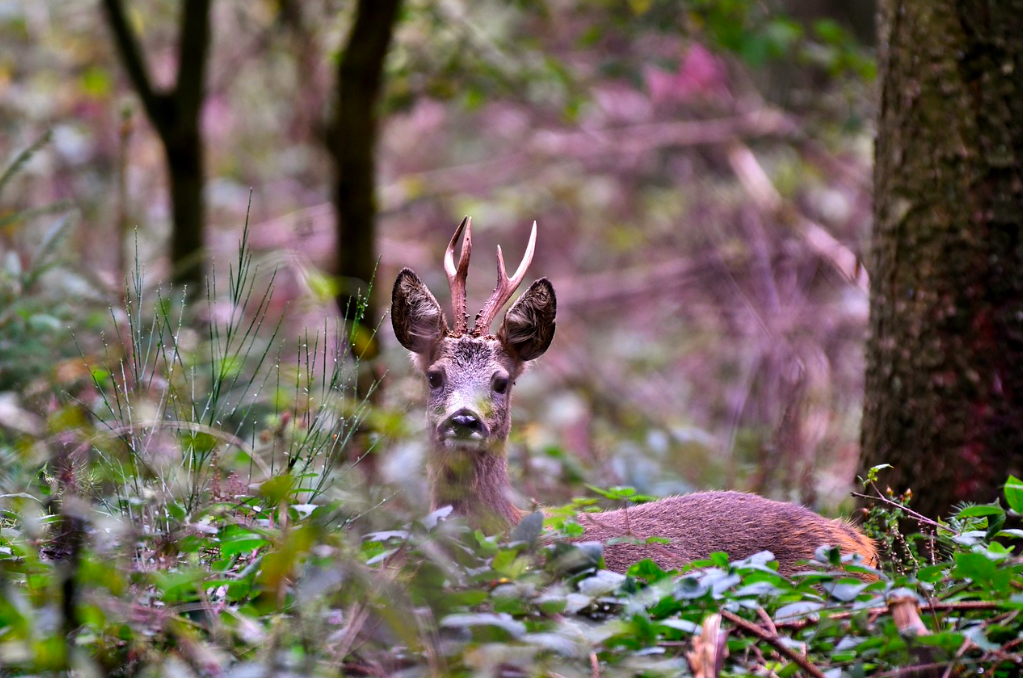 Chasse à l'approche ou à l'affût