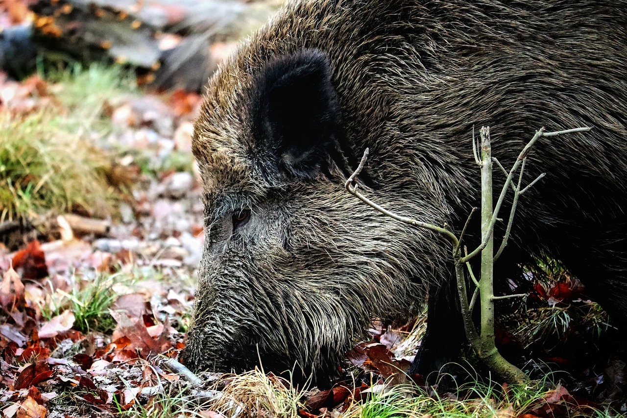 Action de chasse au grand gibier dans le Lot