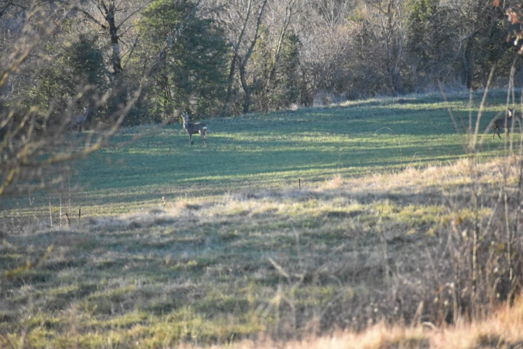 Journée de battue au sanglier dans l'Hérault