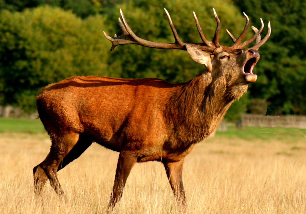 bracelet de cerf guidé dans l'Ariege